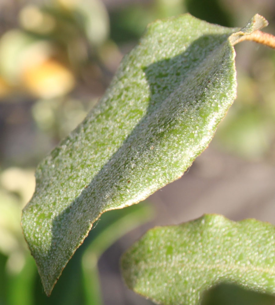 Elaeagnus pungens / Olivagno pungente